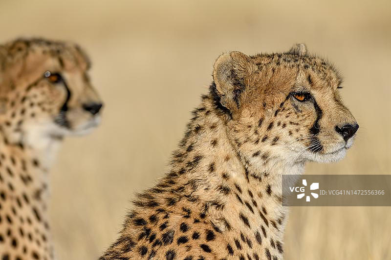 两只猎豹，雄性，奥孔吉马自然保护区，靠近纳米比亚奥乔宗朱帕区奥奇瓦龙戈图片素材