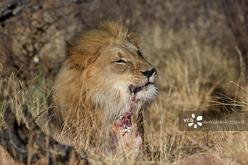 狮子捕食场景，纳米比亚奥孔吉马自然保护区图片素材