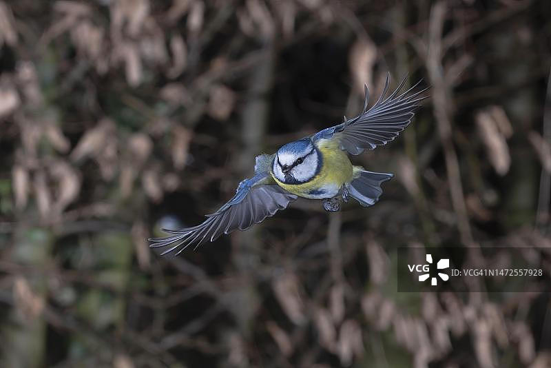 飞向喂食站的蓝山雀（德国北莱茵-威斯特法伦州）图片素材