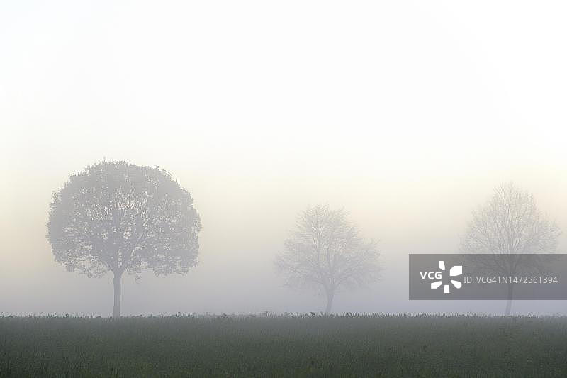德国北莱茵-威斯特法伦州的浓雾落叶树图片素材