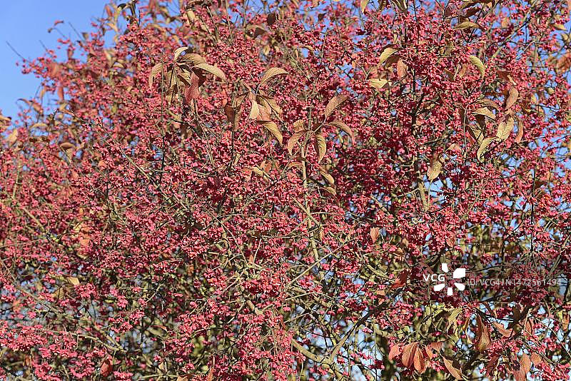 欧洲卫矛果实，德国北莱茵-威斯特法伦图片素材