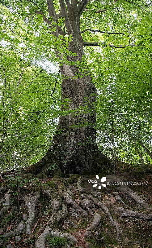 德国北莱茵-威斯特法伦州索林根的生长在多石地面上，具有大型地上根系的欧洲山毛榉图片素材