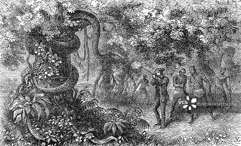 猎杀绞杀蛇，持步枪的白人猎人射击动物，1869年，博茨瓦纳，历史照片，19世纪绘画的数字修复复制品，确切原始日期未知图片素材