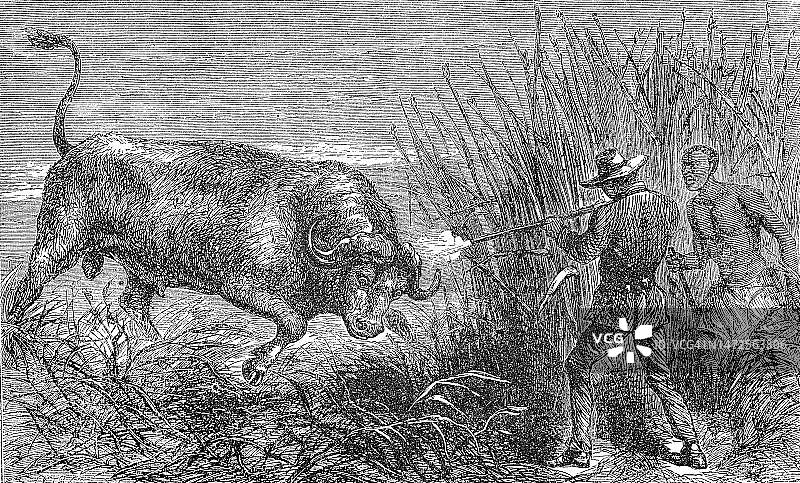 狩猎野牛：白人猎人用步枪射击角马（1869年，博茨瓦纳，历史照片，19世纪原版数字修复复制品，确切的原始日期未知）图片素材