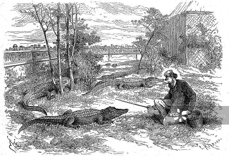 勒阿弗尔的展示品，1869年，密西西比鳄鱼围栏，法国，历史照片，19世纪原版数字修复复制品，确切的原始日期未知图片素材