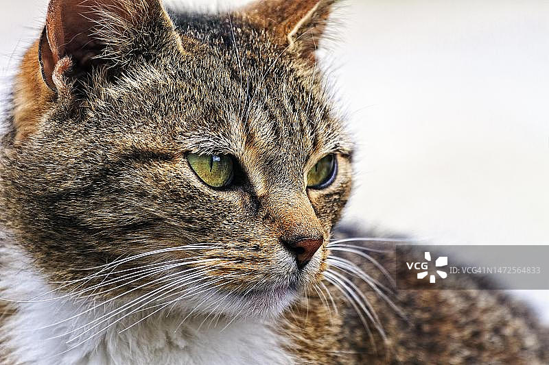 德国的棕色虎斑猫（家猫），休息，望向远方，特写，头部，胡须，眼睛图片素材