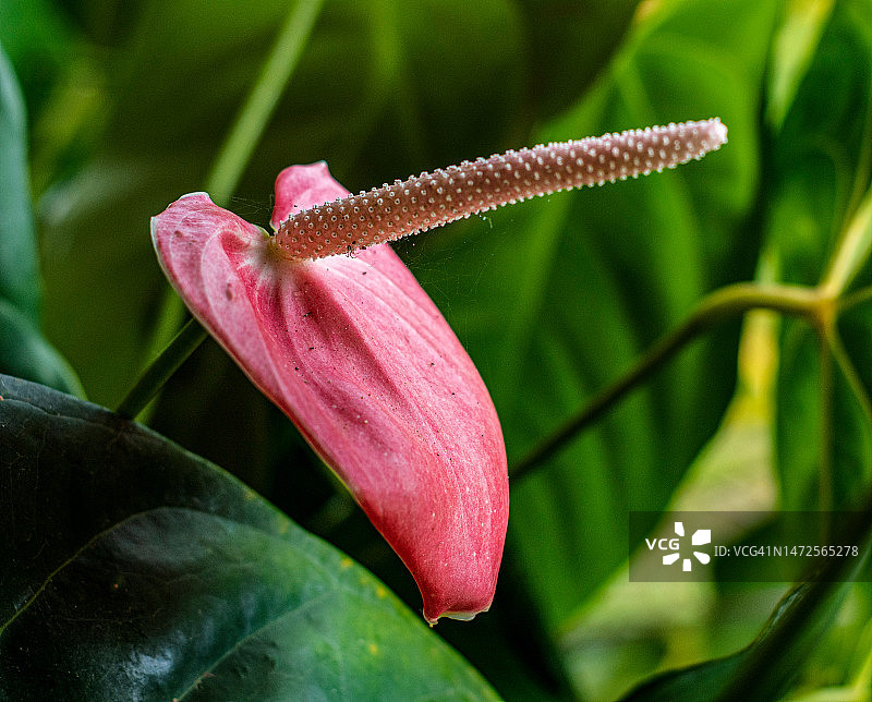 粉色花朵特写，哥伦比亚图片素材
