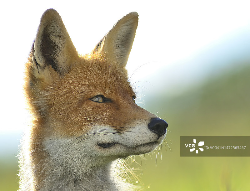 狐狸的特写肖像，埃尔沃巴肯，挪威图片素材
