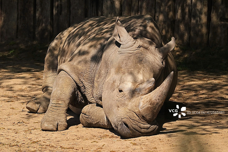 德国犀牛的特写图片素材