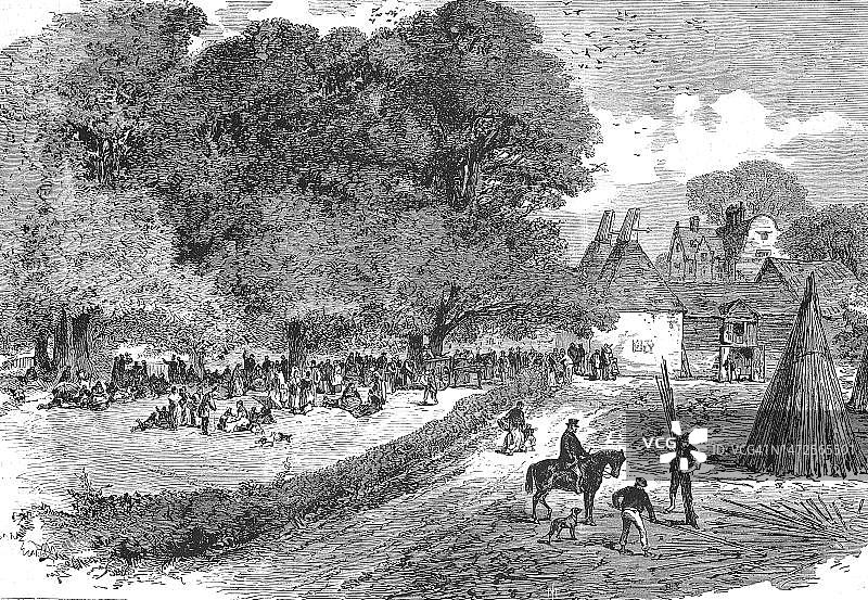 法国北部1869年啤酒花采摘（19世纪画作数字修复版）图片素材