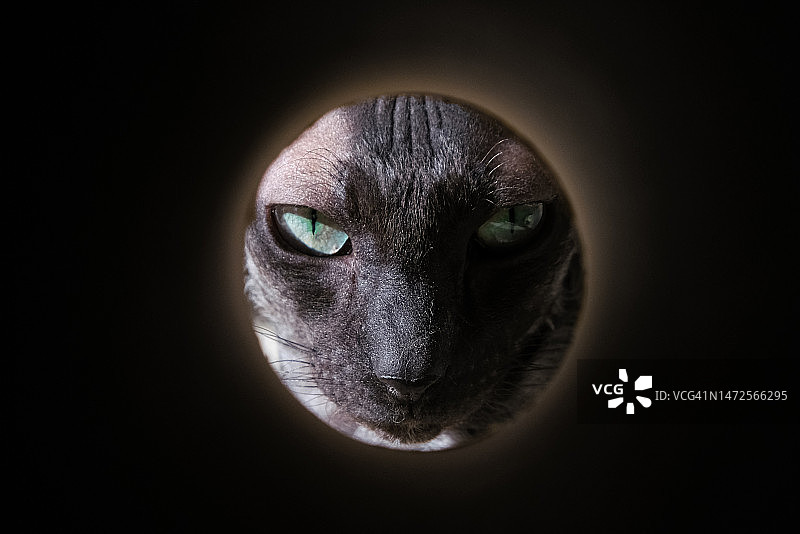 透过洞看到的猫的特写肖像，美国图片素材