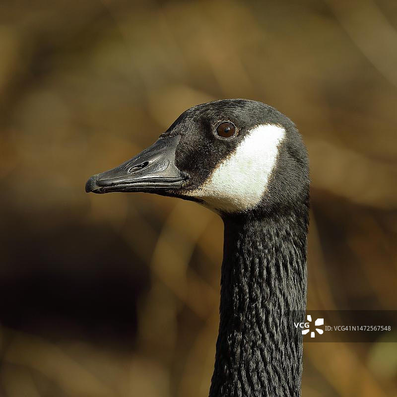 德国野生加拿大鹅肖像图片素材