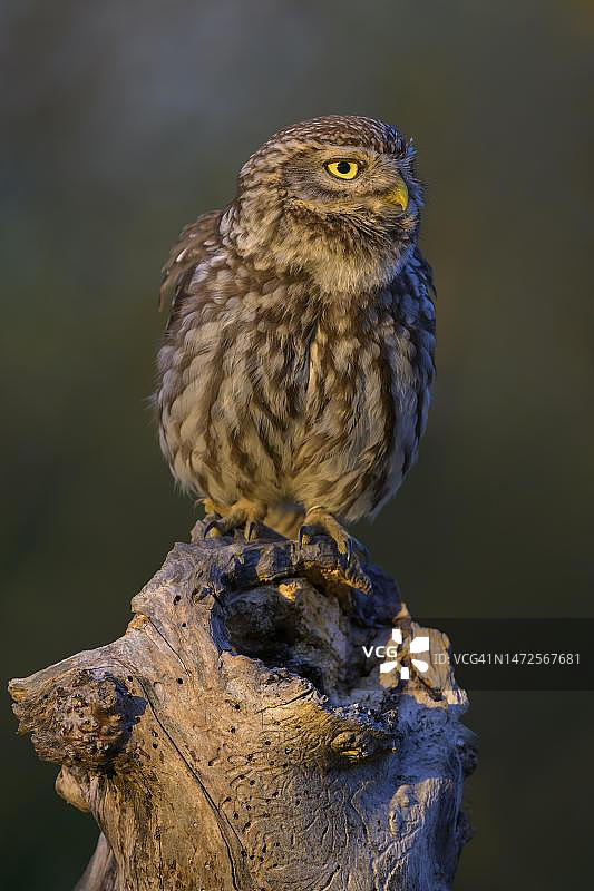 暮光下栖息在苹果树枝上的小猫头鹰图片素材