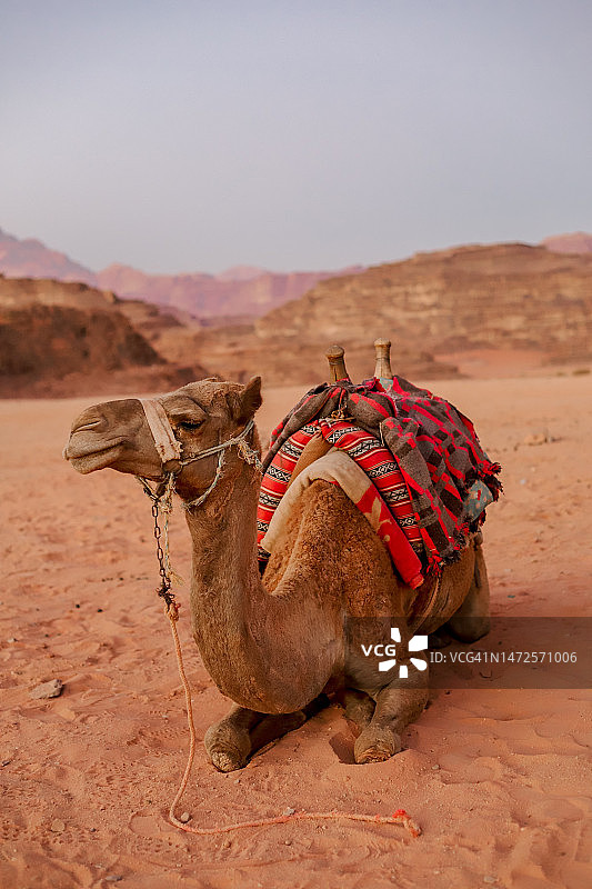 毛里塔尼亚努瓦克肖特沙漠中单峰骆驼特写图片素材