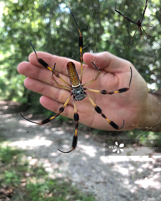 手持昆虫图片素材