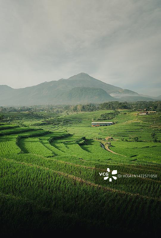 印度尼西亚农业田园风光图片素材
