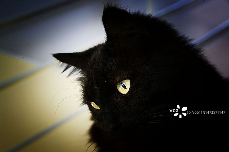 英国梅德斯通黑猫特写肖像图片素材