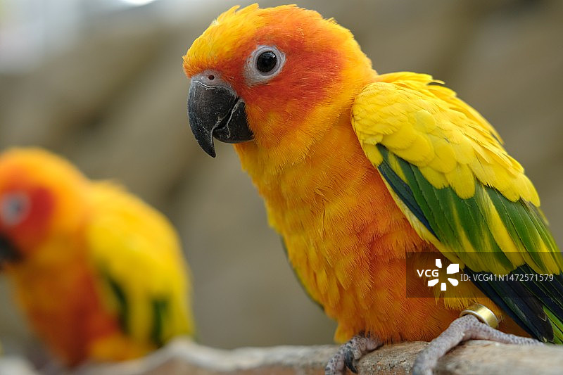 栖息在树枝上的鹦鹉特写图片素材