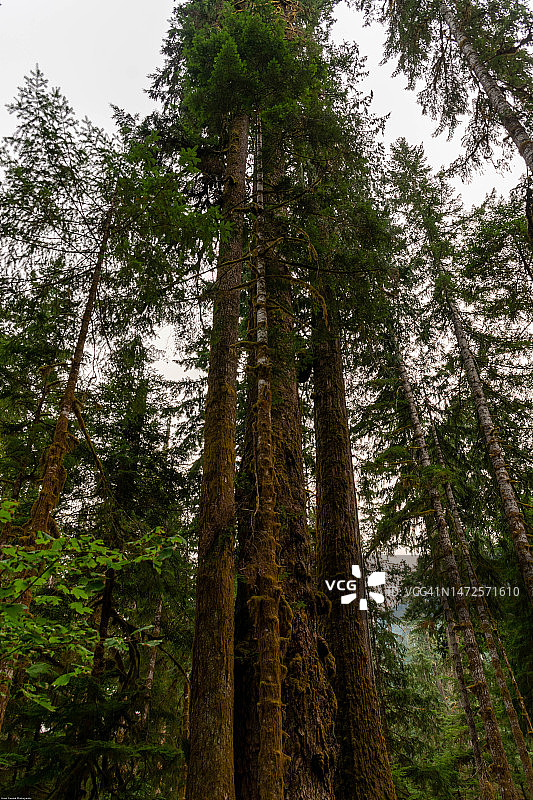 在美国奥林匹克国家公园森林中，竹树的低角度视图图片素材