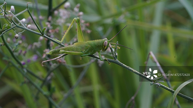 昆虫在植物上的特写图片素材