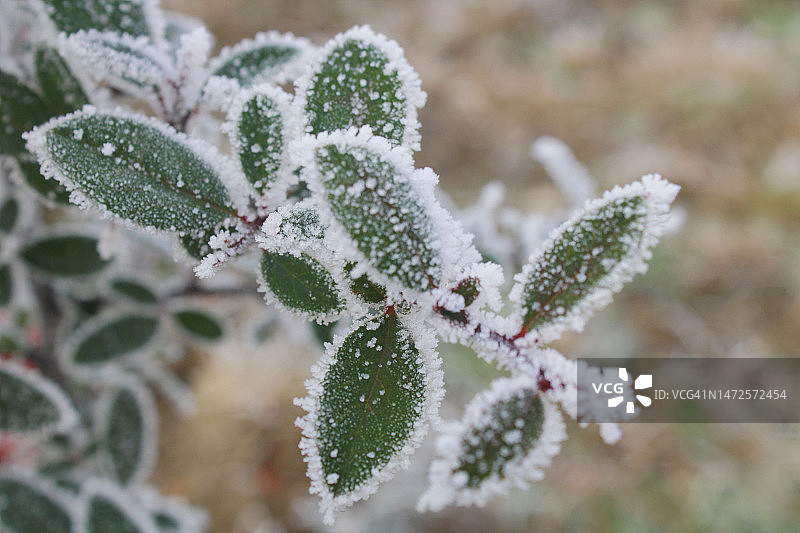 冬季土耳其冰冻植物特写图片素材