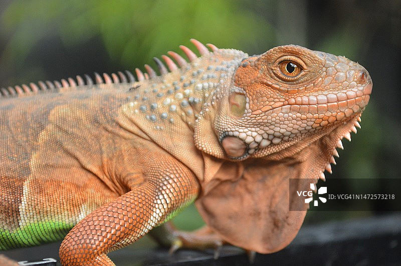 鬣蜥特写图片素材