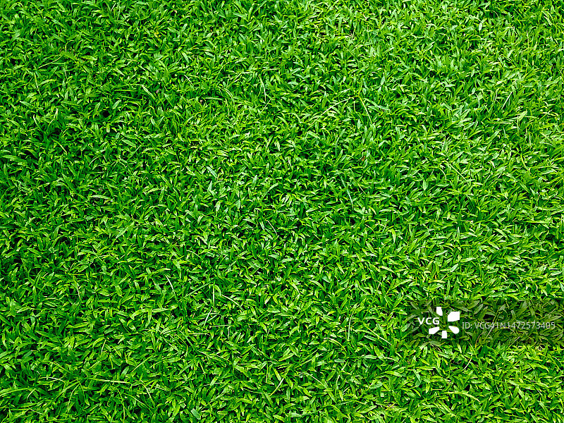 印度尼西亚的草地完整画面图片素材