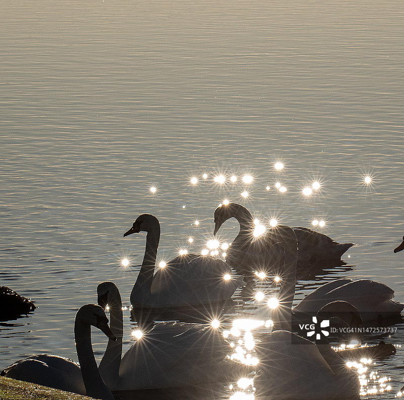 英国阿德罗桑湖中天鹅的俯视照片图片素材