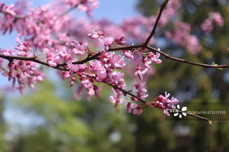 加拿大多伦多的粉色樱花特写图片素材