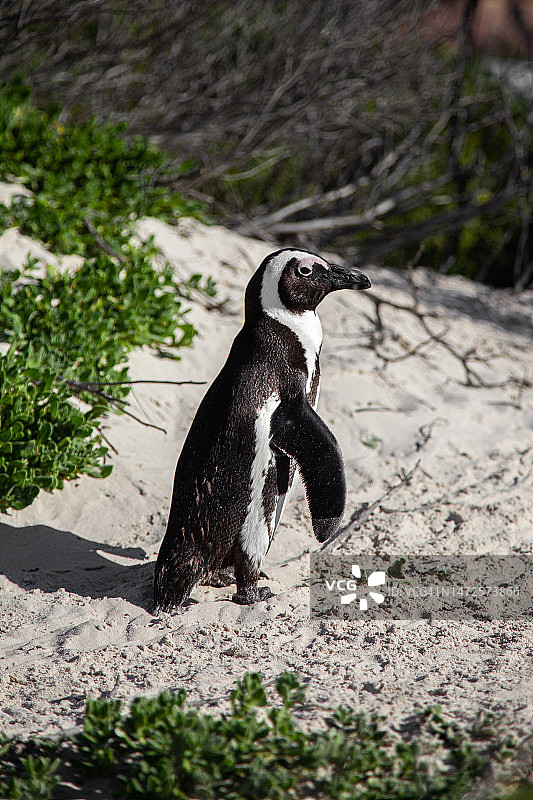 海滩上的企鹅，东努沙登加拉，印度尼西亚图片素材