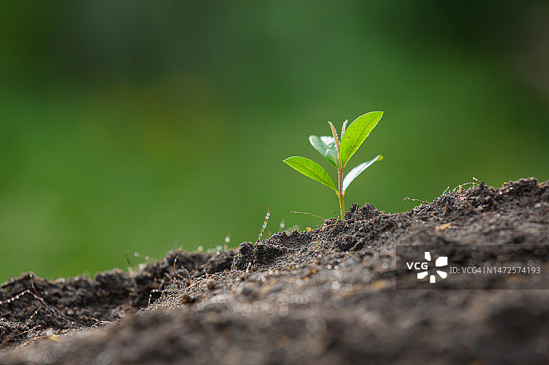 生长在田野上的小植物特写，印度尼西亚图片素材