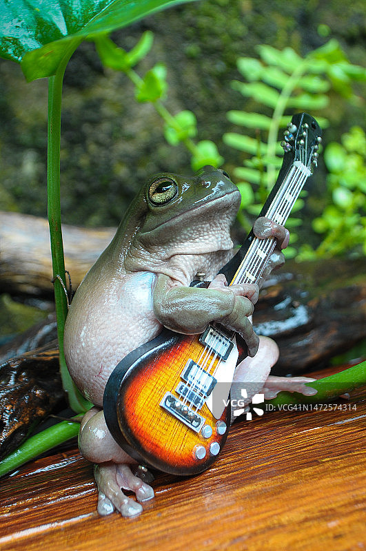 印度尼西亚植物上的青蛙特写图片素材