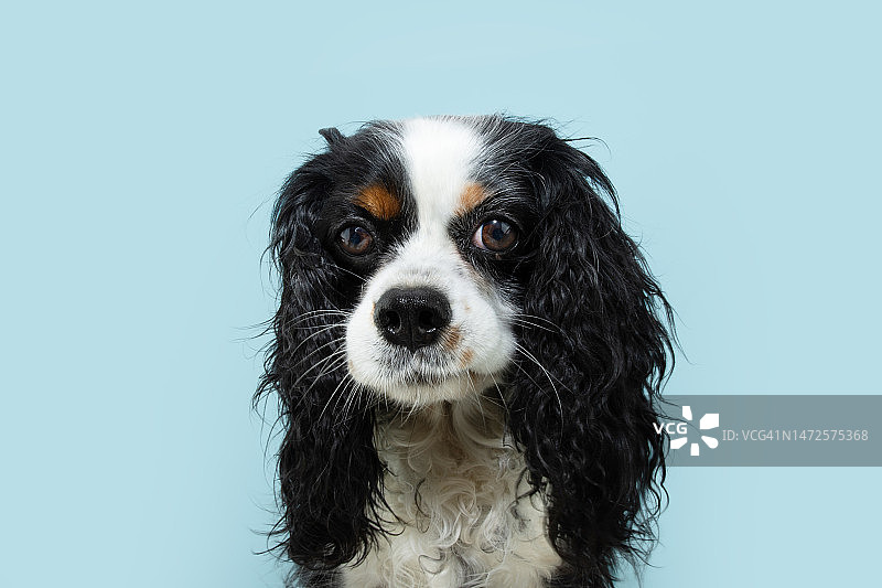 白色背景上的狗狗肖像，西班牙赫罗纳图片素材