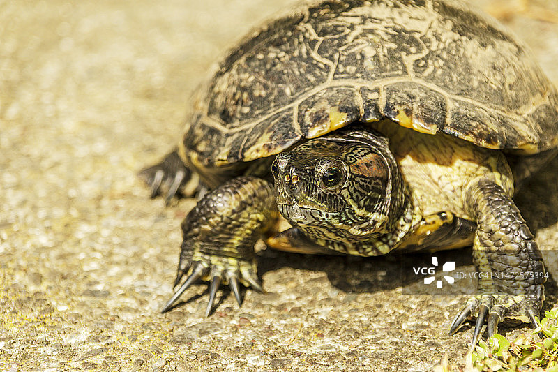 新西兰沙滩上的乌龟特写图片素材
