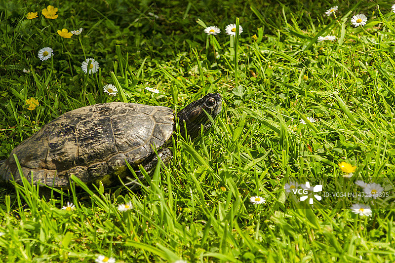 新西兰草地上的乌龟特写图片素材