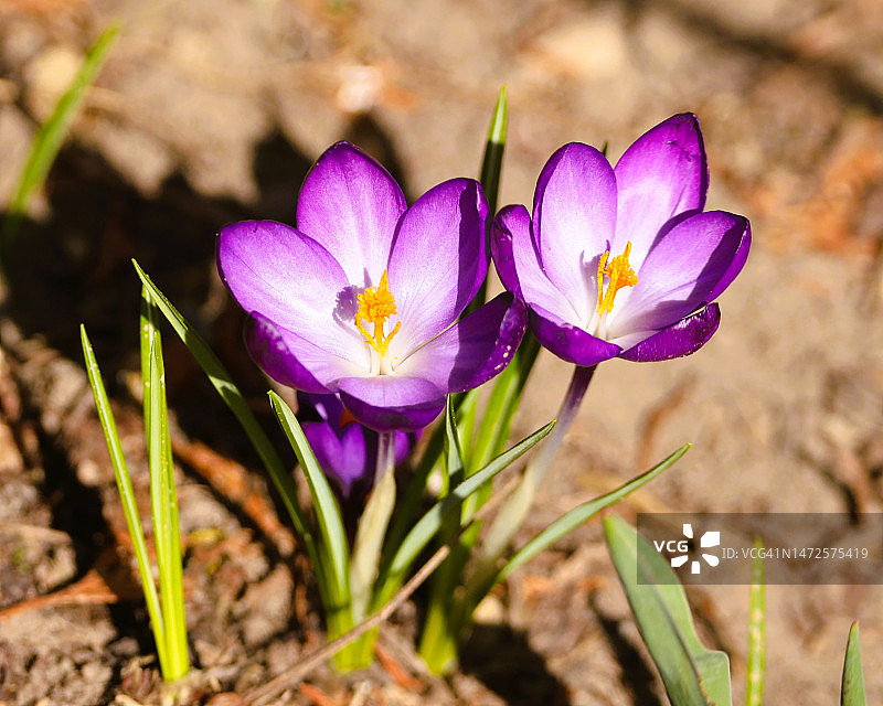 田野上紫色番红花的特写图片素材
