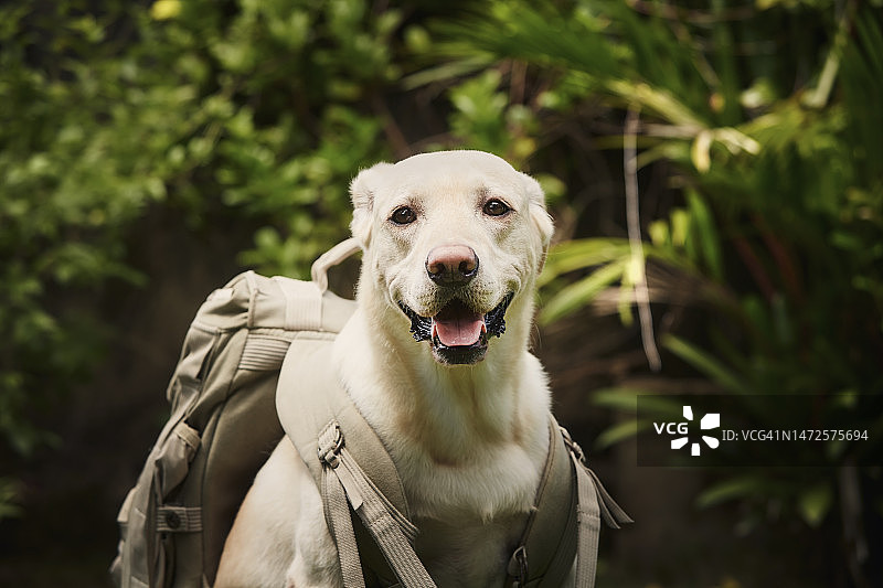 斯里兰卡，植物背景前的小狗肖像图片素材