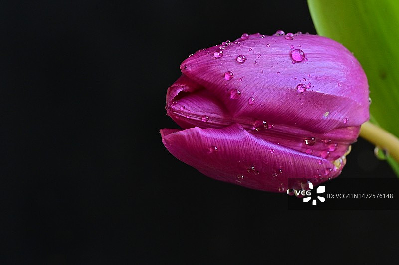 塞尔维亚，在阳光下，非常漂亮的五彩缤纷的春天花朵图片素材
