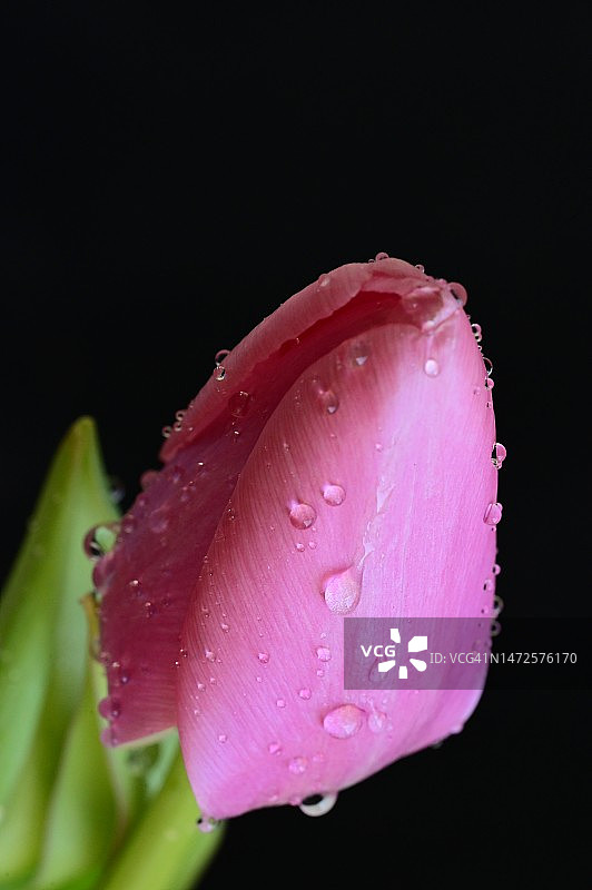 塞尔维亚，在阳光下，非常漂亮的五彩缤纷的春天花朵图片素材