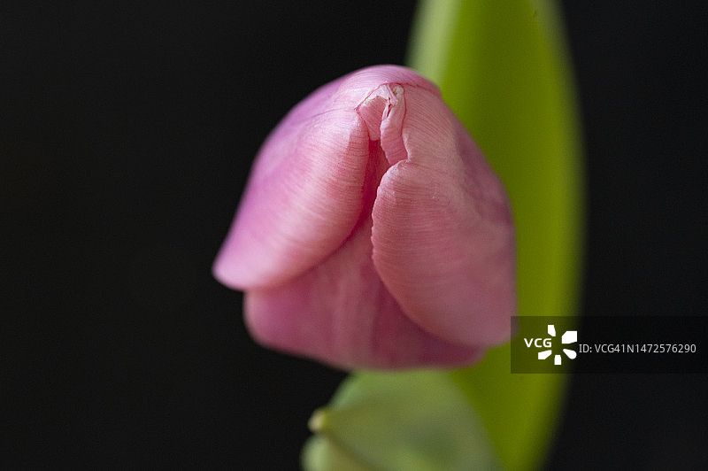 塞尔维亚，在阳光下，非常漂亮的五彩缤纷的春天花朵图片素材