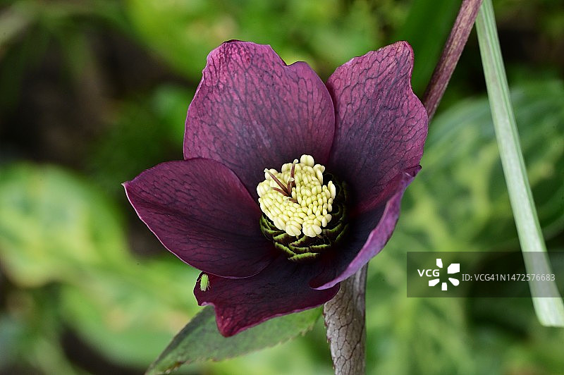 塞尔维亚美丽的彩色春季花卉特写，复活节快乐图片素材