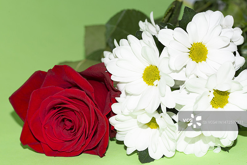 非常漂亮的五彩缤纷的春天花朵近距离观看，塞尔维亚图片素材