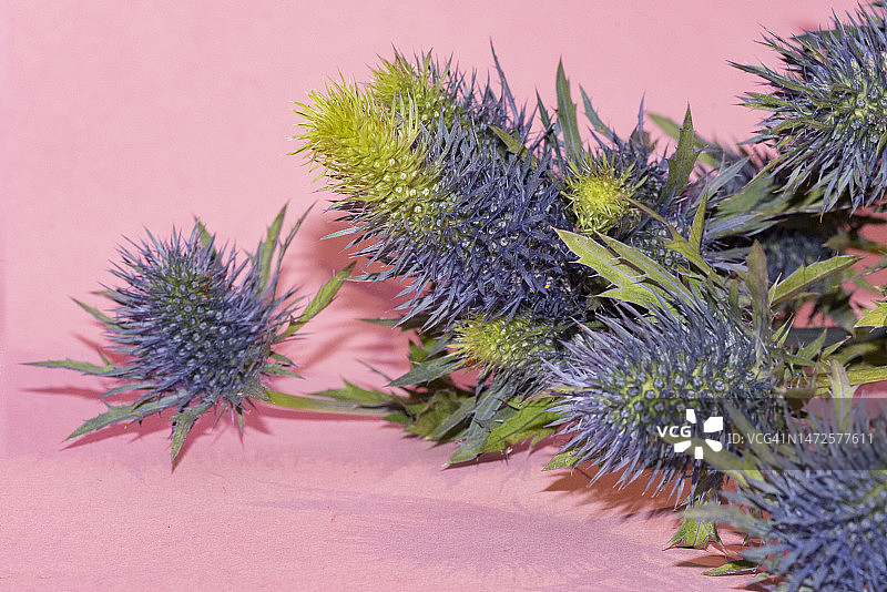 非常漂亮的五彩缤纷的春天花朵近距离观看，塞尔维亚图片素材