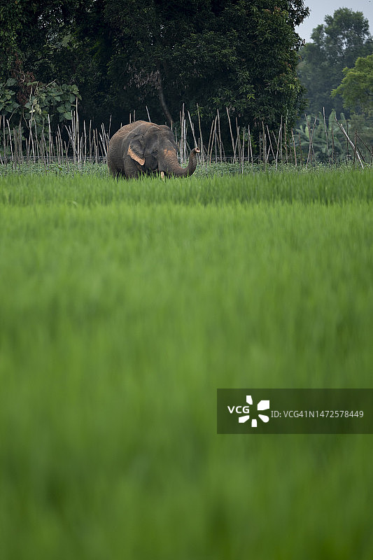 印度安得拉邦犀牛侧视图图片素材