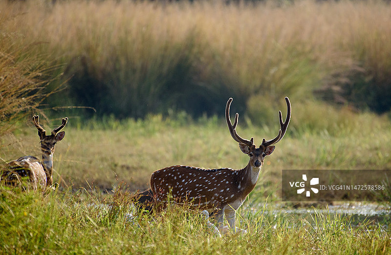 梅花鹿站在田野上的侧面图，印度拉贾斯坦邦伦滕波尔国家公园图片素材