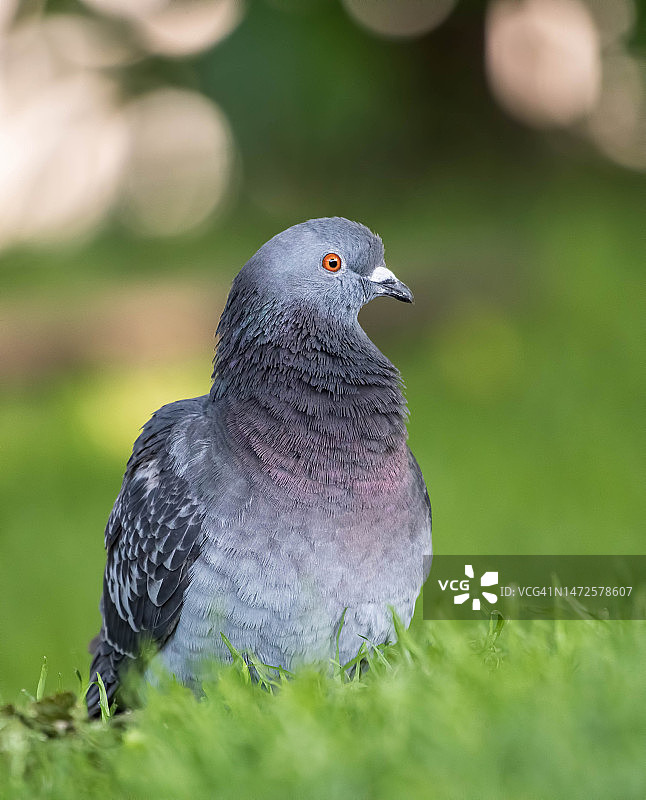 鸽子栖息在丹麦哥本哈根草地上的特写图片素材