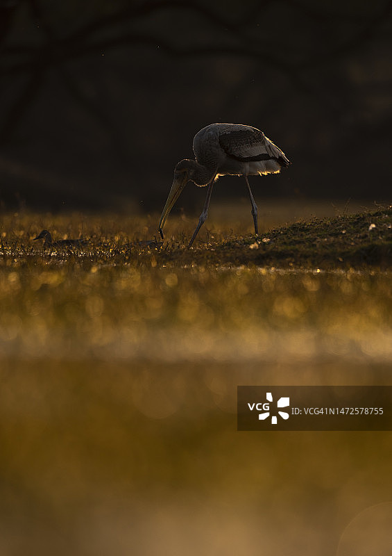 印度凯奥拉德奥国家公园地面上的昆虫特写图片素材
