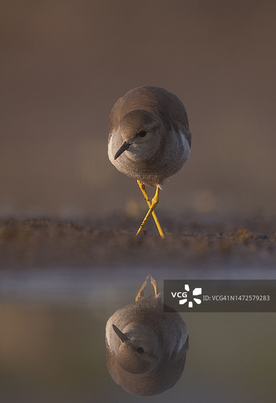 栖息在海滩岸边的海鸥特写图片素材