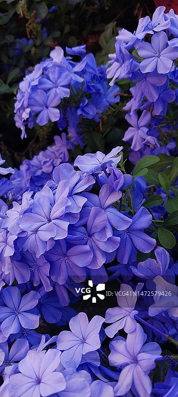 紫色开花植物的特写图片素材