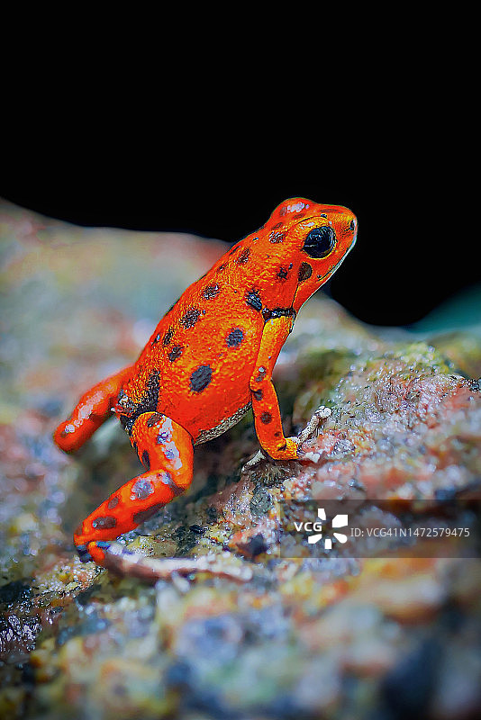 箭毒蛙特写，印度尼西亚图片素材